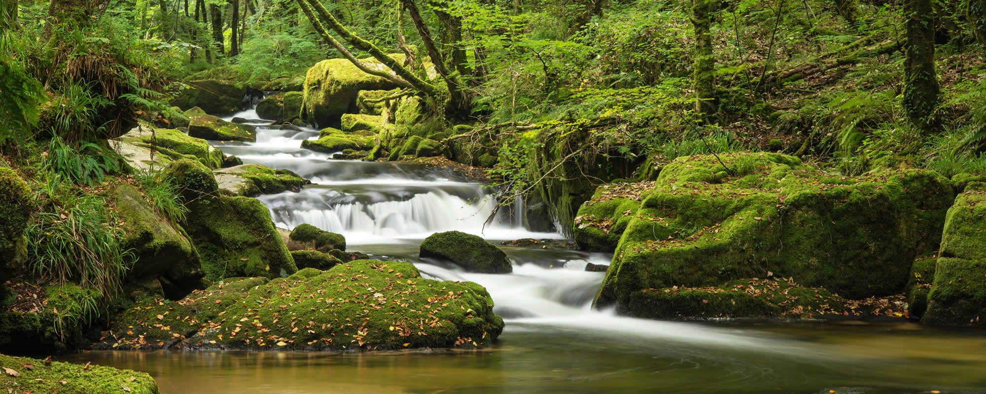 Best surveyors, Collompton