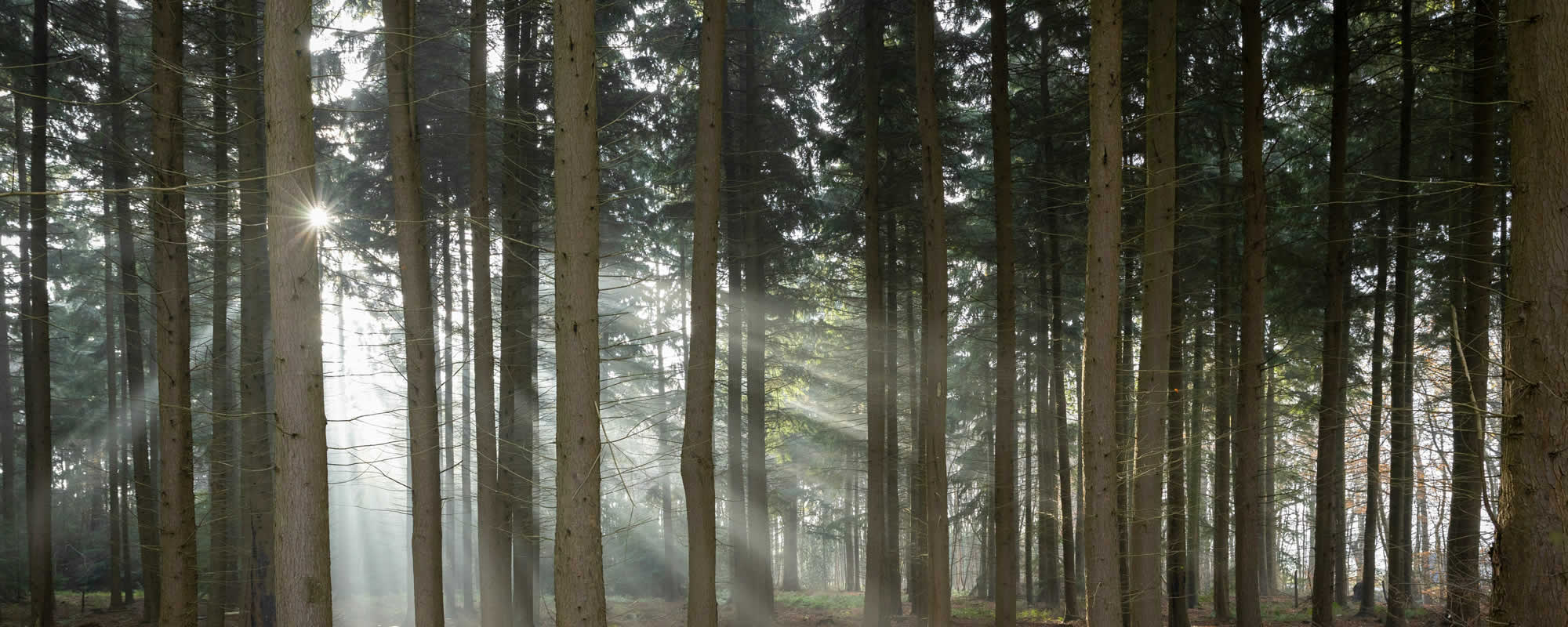 Surveyor in Market Rasen