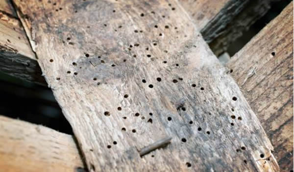 Timber rot and infestation