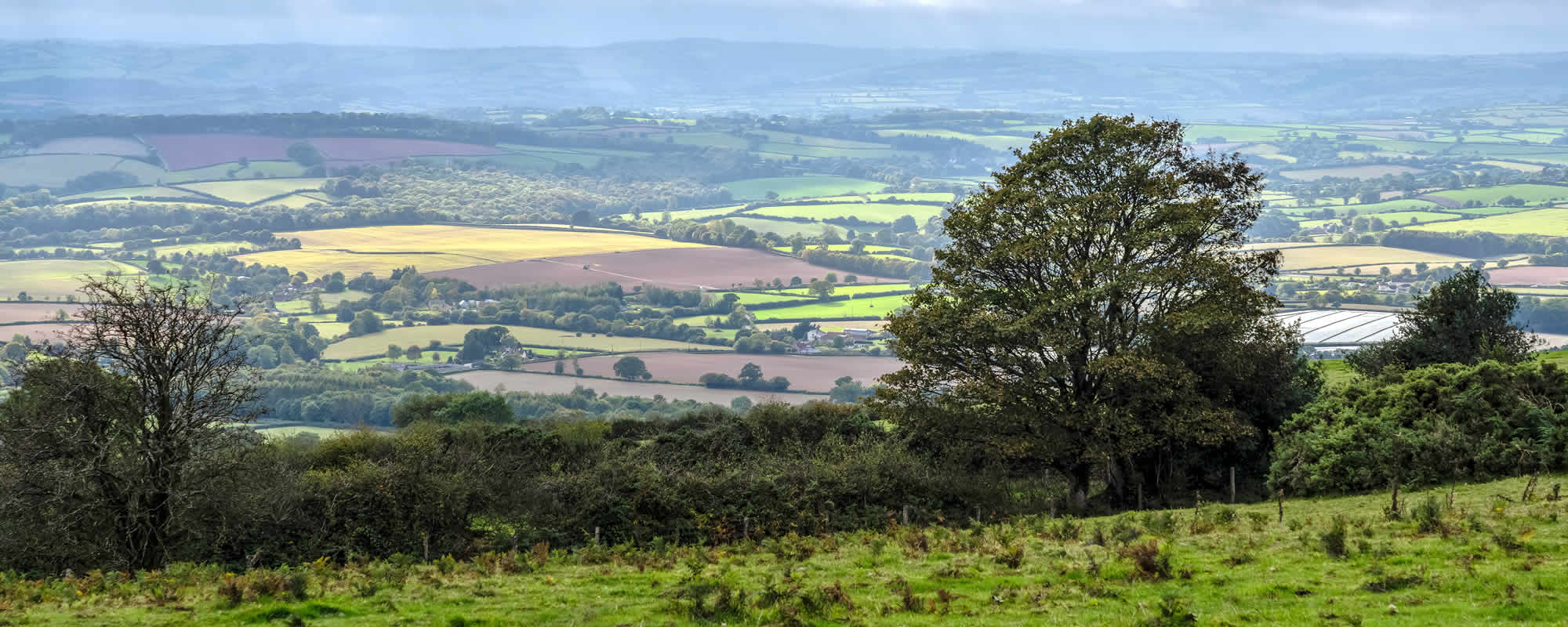 Best surveyors, Taunton