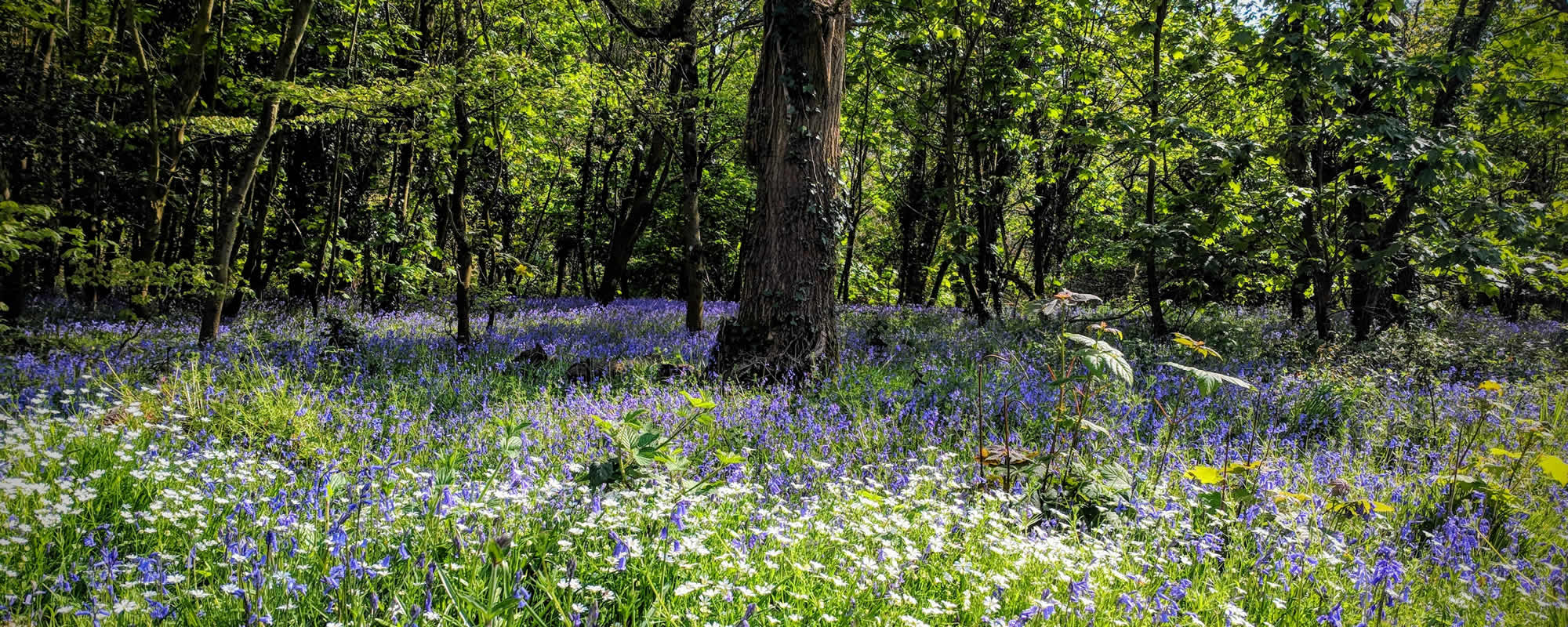 Best surveyors, Yeovil